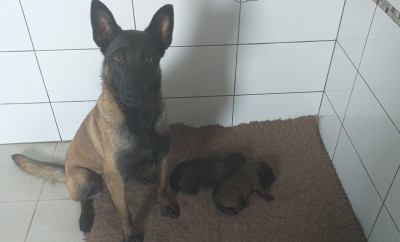 Étalon Berger Belge - Sybelle Des Terres Behennoises