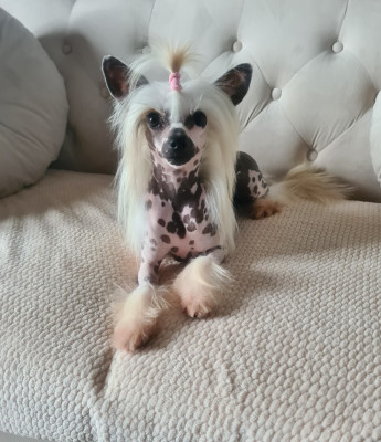 Étalon Chien chinois à crête - Utah beach De L'Eden Angel