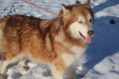 Étalon Alaskan Malamute - mazurstar Oriella