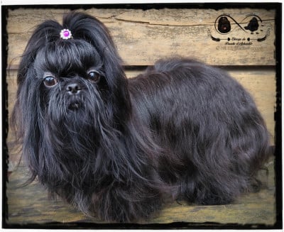 Étalon Shih Tzu - Séphora des Amours de Pyrène