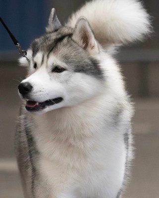 Étalon Siberian Husky - CH. Thunder and fire of nashkaia