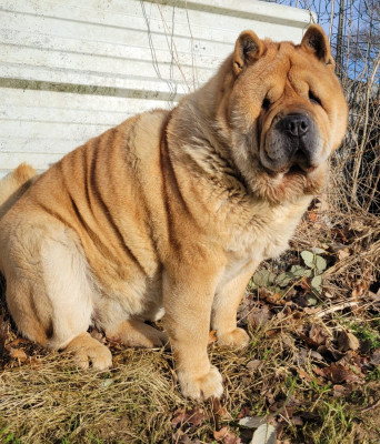 Étalon Chow Chow - Rixie Le domaine de fabadel