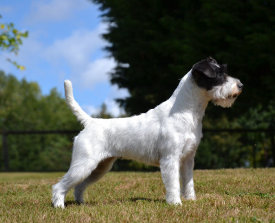 Étalon Parson Russell Terrier - Cynhtia alma libre