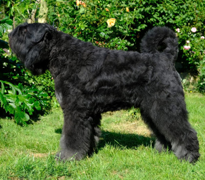 Étalon Bouvier des Flandres - CH. Ubac Du Coeur Des Bergers