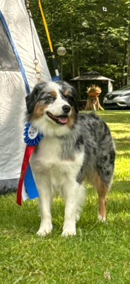 Étalon Berger Américain Miniature - CH. Sioule du pic d’espade