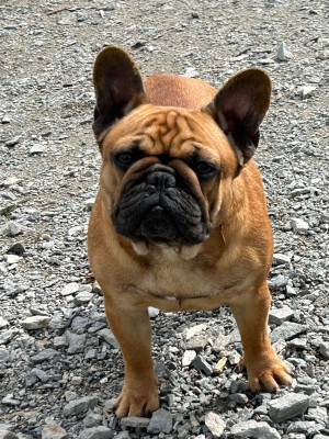 Étalon Bouledogue français - Tic tac de l'écume des cimes blanches