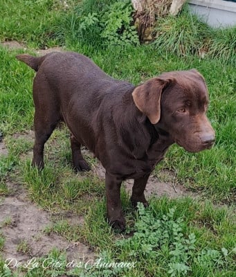Étalon Labrador Retriever - Shayen De La Cité Des Animaux