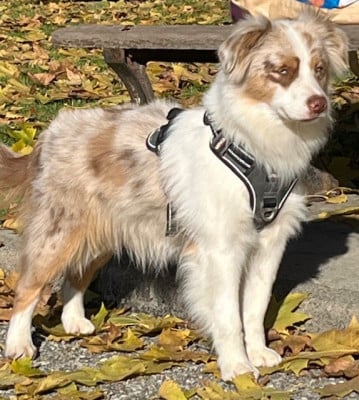 Étalon Berger Américain Miniature - Ulla hoop Of American Madness