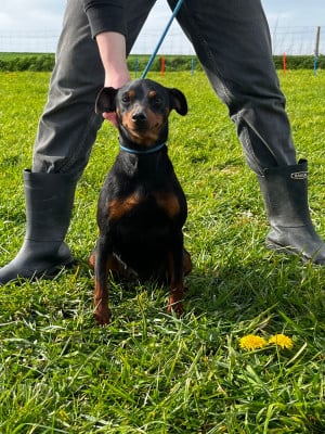Étalon Pinscher nain - Undy Du Hameau Des Nours