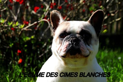 Étalon Bouledogue français - Toutatis de l'écume des cimes blanches