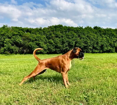 Étalon Boxer - Sade du Domaine Bonne Fontaine