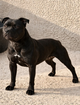 Étalon Staffordshire Bull Terrier - Ruby black De L'Empreinte De Minnie
