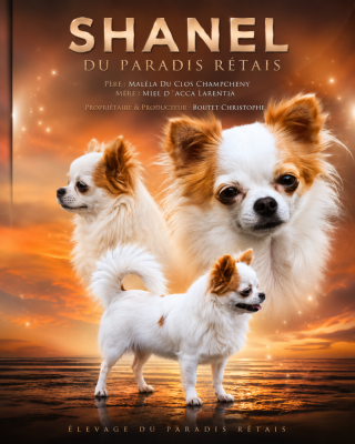 Étalon Chihuahua - Shanel du Paradis Rétais