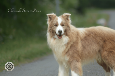 Étalon Border Collie - Burn it down chicavallo
