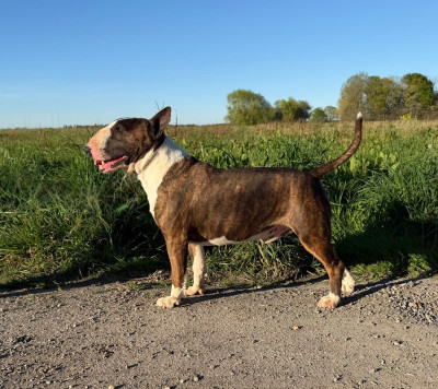 Étalon Bull Terrier - Boogy Dance's Unforgettable memories maker