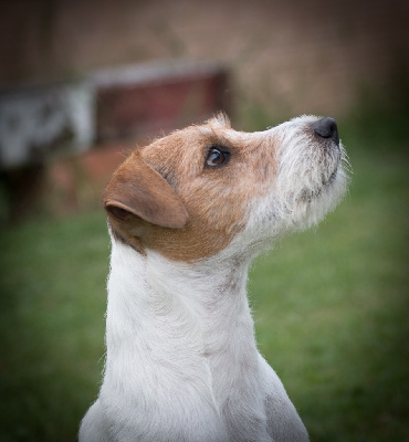 Étalon Parson Russell Terrier - CH. Lipstick of jack and co.