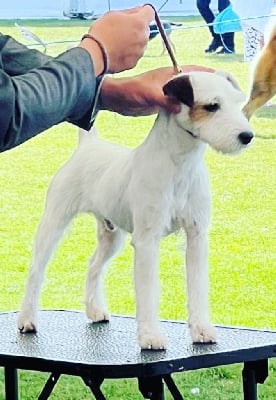Étalon Parson Russell Terrier - CH. double barrel's Dreams to reality