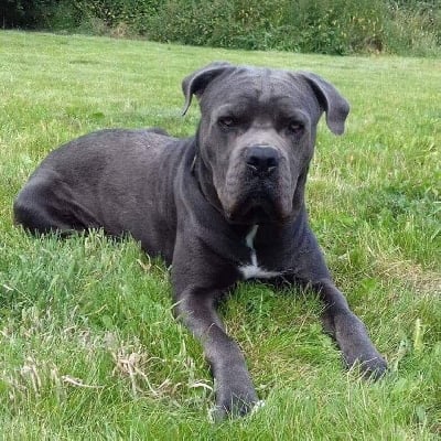 Étalon Cane Corso - Marco du domaine de la cote d'argent