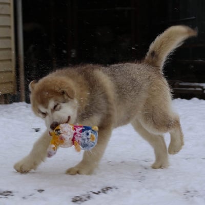 Étalon Alaskan Malamute - mazurstar North's wind