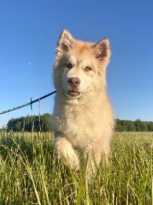 Étalon Alaskan Malamute - mazurstar Oriella