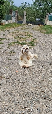 Étalon American Cocker Spaniel - Ruth of caniland's dream