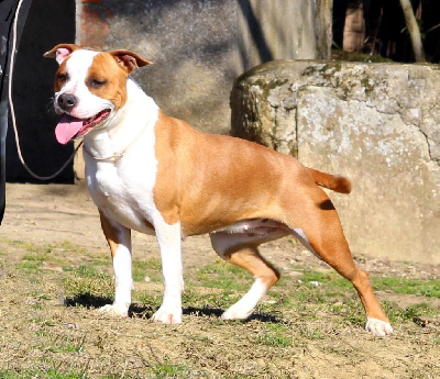 Étalon American Staffordshire Terrier - Terrier's Paradise Ready limit