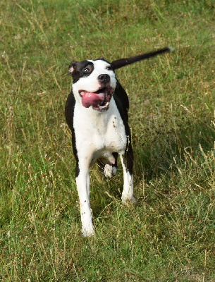 Étalon American Staffordshire Terrier - Hardstone's Shelby
