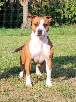 Étalon American Staffordshire Terrier - Princess from new era of Woodcastle's Dogs