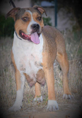 Étalon American Staffordshire Terrier - Mafia De La Furia Roja