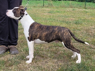Étalon American Staffordshire Terrier - jc ring angels Electron for woodcastle