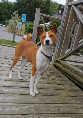 Étalon Basenji - Sandji De La Dynastie D'Arebati