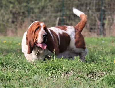 Étalon Basset Hound - Simon Du Domaine De Jappeloup