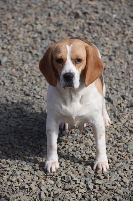 Étalon Beagle - Papaye De La Lisardière