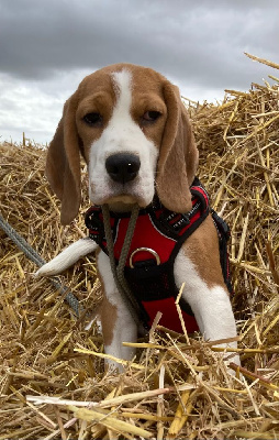Étalon Beagle - Umel De La Meute D'astérion