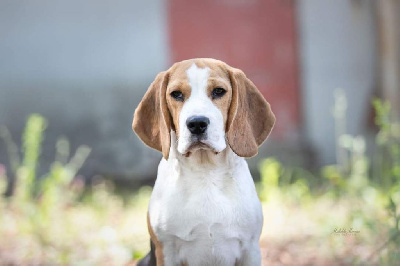 Étalon Beagle - Sazimut Des Courants De La Selle