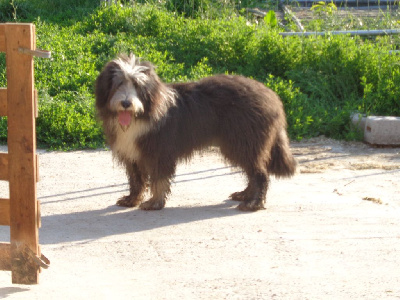 Étalon Bearded Collie - Tu es jasper de L'Ouvernhat