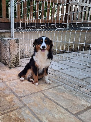 Étalon Berger Australien - Tornade Of darling dog