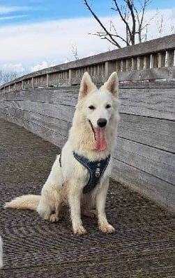 Étalon Berger Blanc Suisse - Saphir De L'Aour Gwenn