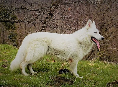 Étalon Berger Blanc Suisse - Perfect boy caes Of haely's future