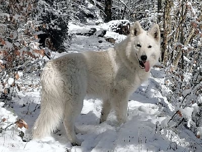 Étalon Berger Blanc Suisse - Odos du Domaine De Cap Dé Lastouse