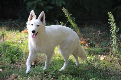 Étalon Berger Blanc Suisse - Tess du petit Duc Victoria