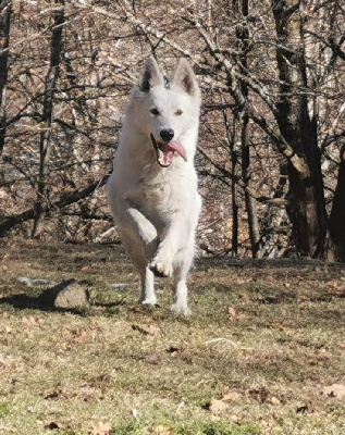 Étalon Berger Blanc Suisse - Sùane du Domaine De Cap Dé Lastouse