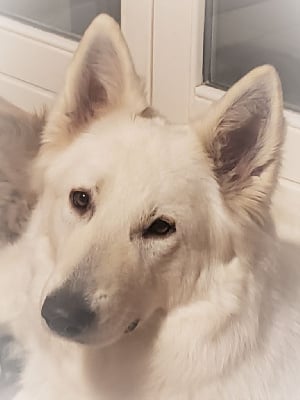 Étalon Berger Blanc Suisse - Syme De La Croix Naudin