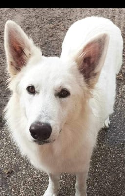 Étalon Berger Blanc Suisse - Snow storm