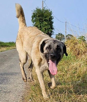 Étalon Berger Kangal - Tamia-odelia du Domaine de Sara