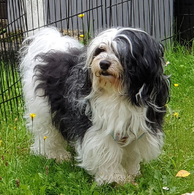 Étalon Bichon Havanais - Timéo golden boy de la vallée du rêve