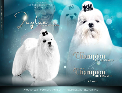 Étalon Bichon maltais - CH. Jeil jalyee of whitefairy world