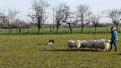 Étalon Border Collie - Rava De La Ferme Des Forestiers