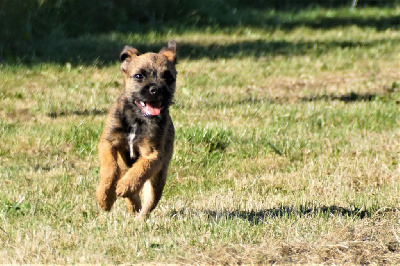 Étalon Border Terrier - Troussepinette Des petites nouches