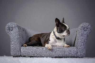 Étalon Boston Terrier - Sinaï d'Elladuchien